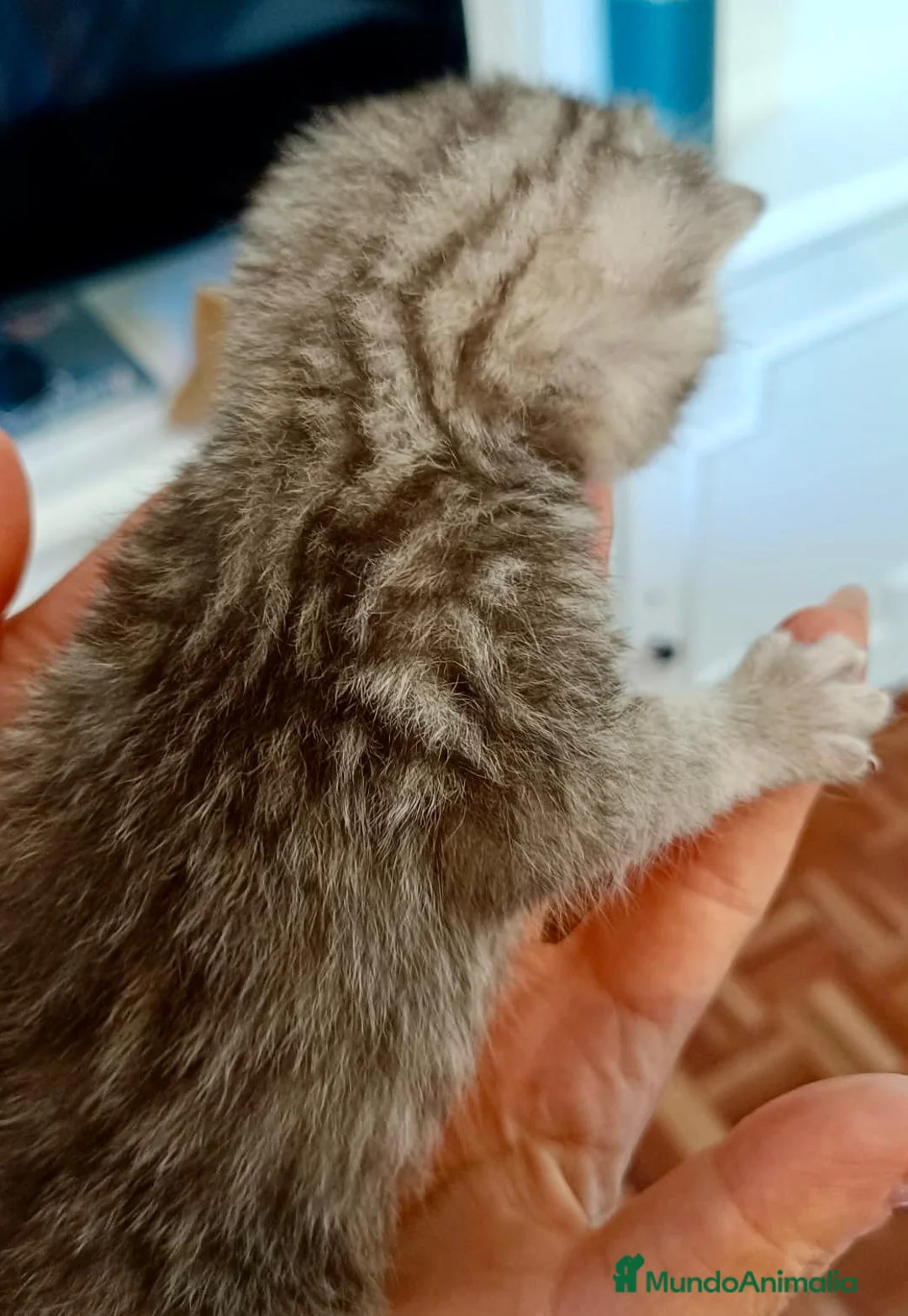 Británico de Pelo Corto gatos en venta:  BRITISH SHORTAIR Se vende - Anuncio 2