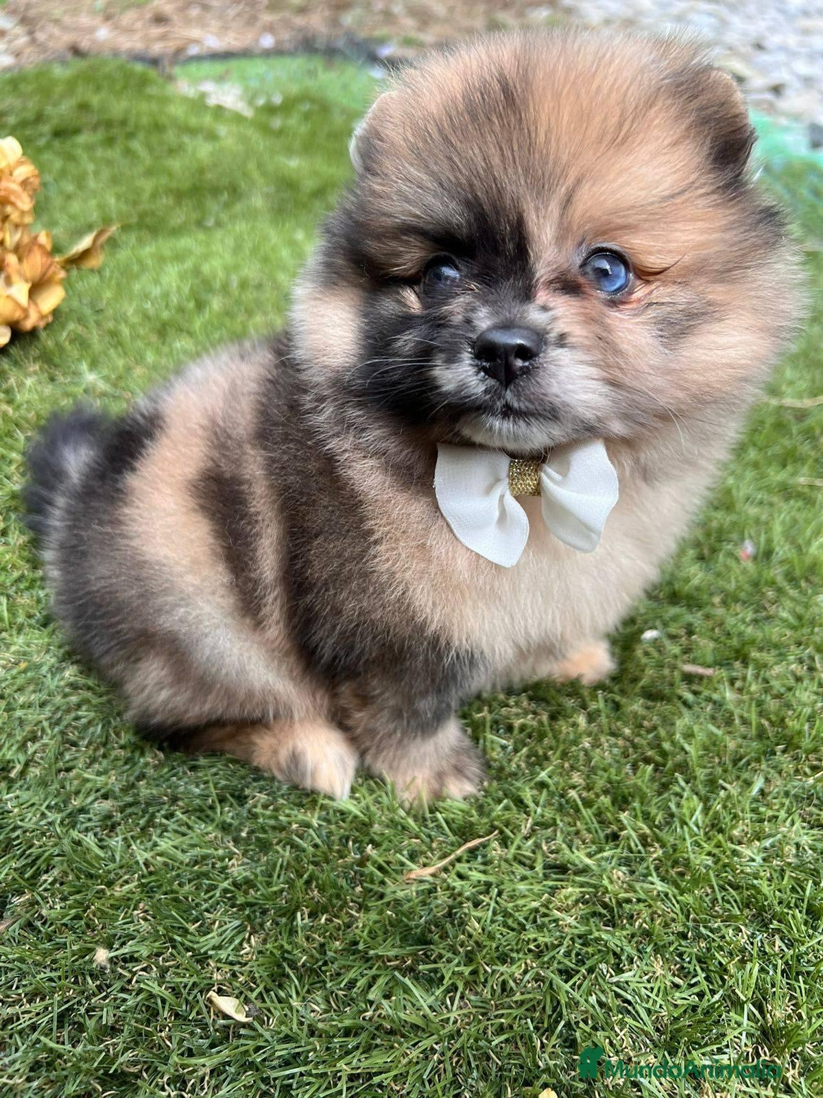 Pomerania perros POMERANIAS BEBES  - Anuncio 1