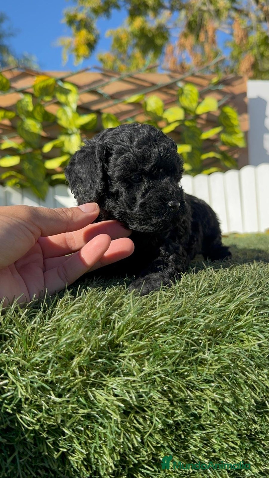 Caniche Toy perros en venta: CANICHE TOY  - Anuncio 4