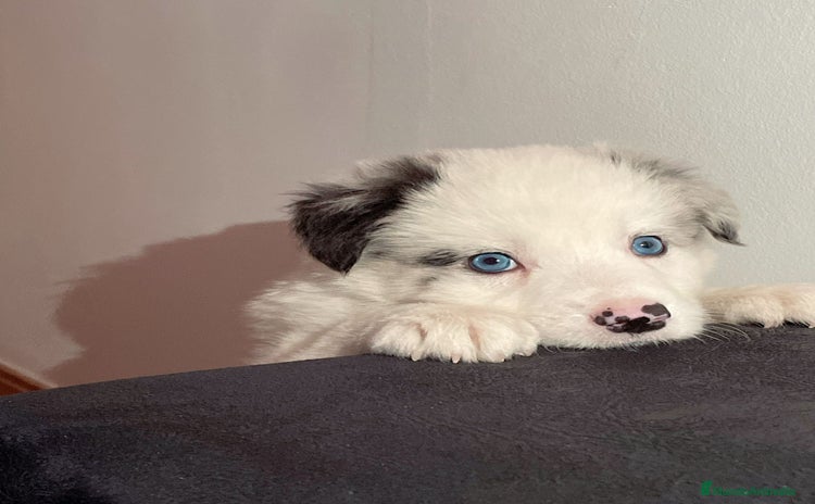 Border Collie perros en Badajoz - Anuncio 10