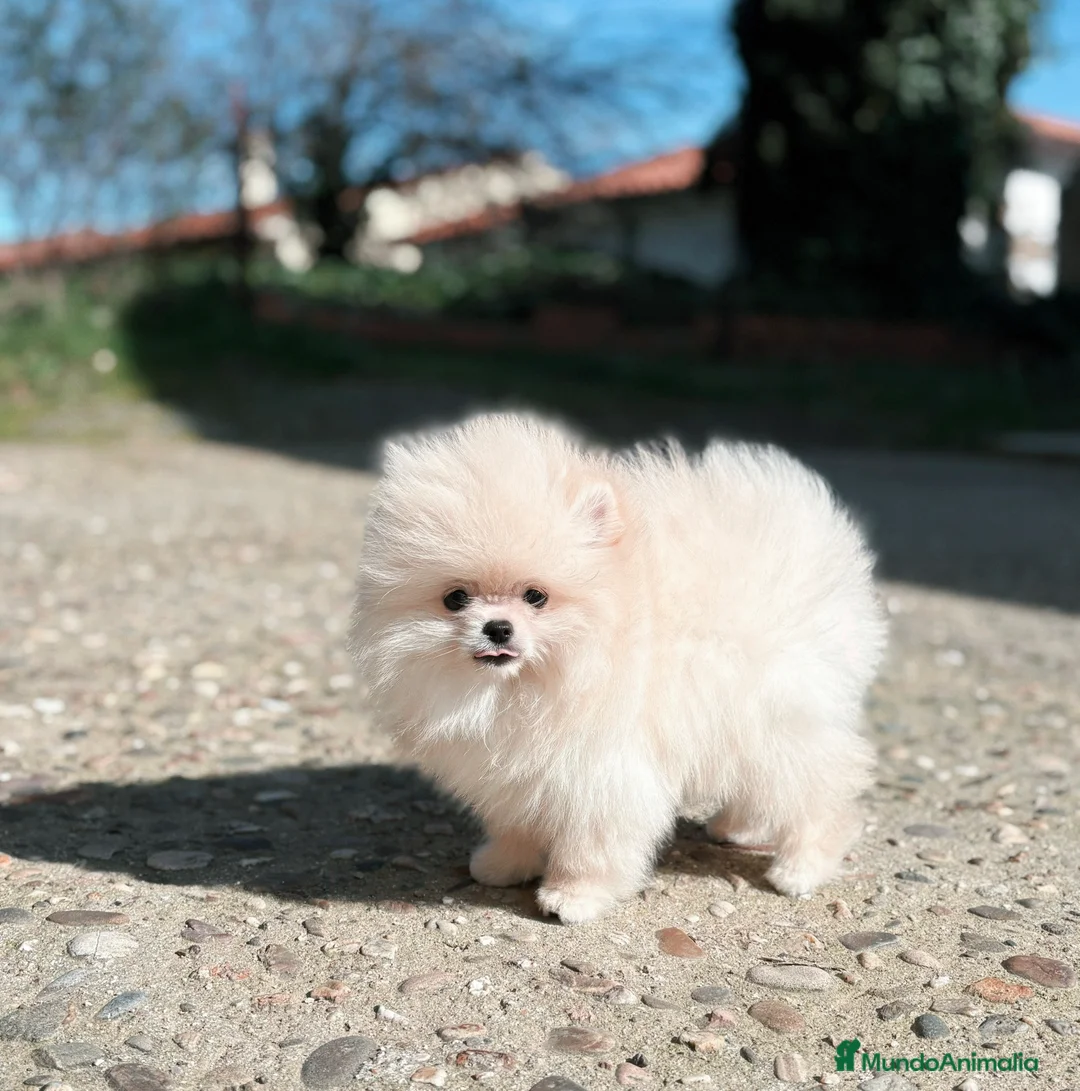 Pomerania perros en venta: Machito línea coreana  - Anuncio 2