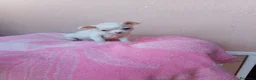 Chihuahua perros en venta: Chihuahua toy - Anuncio 4