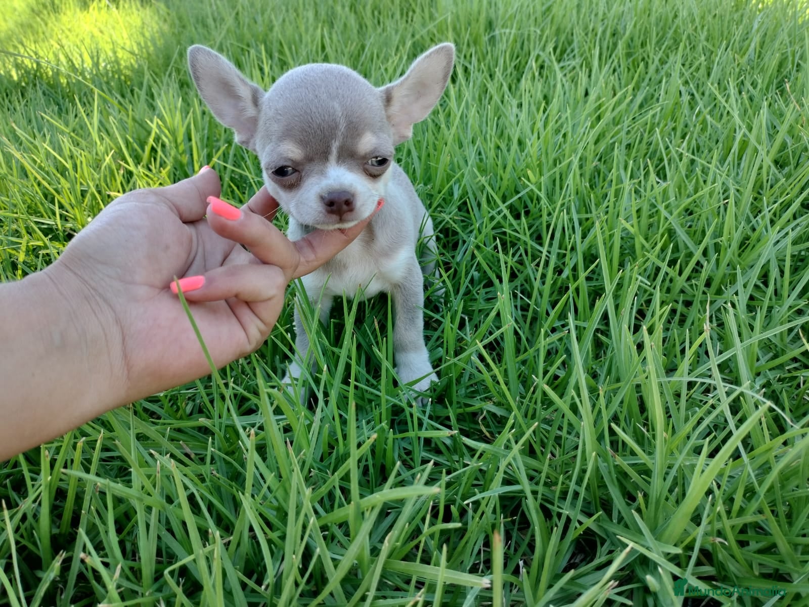 Chihuahua perros Chihuahua de bolsillo en Badajoz - Anuncio 2