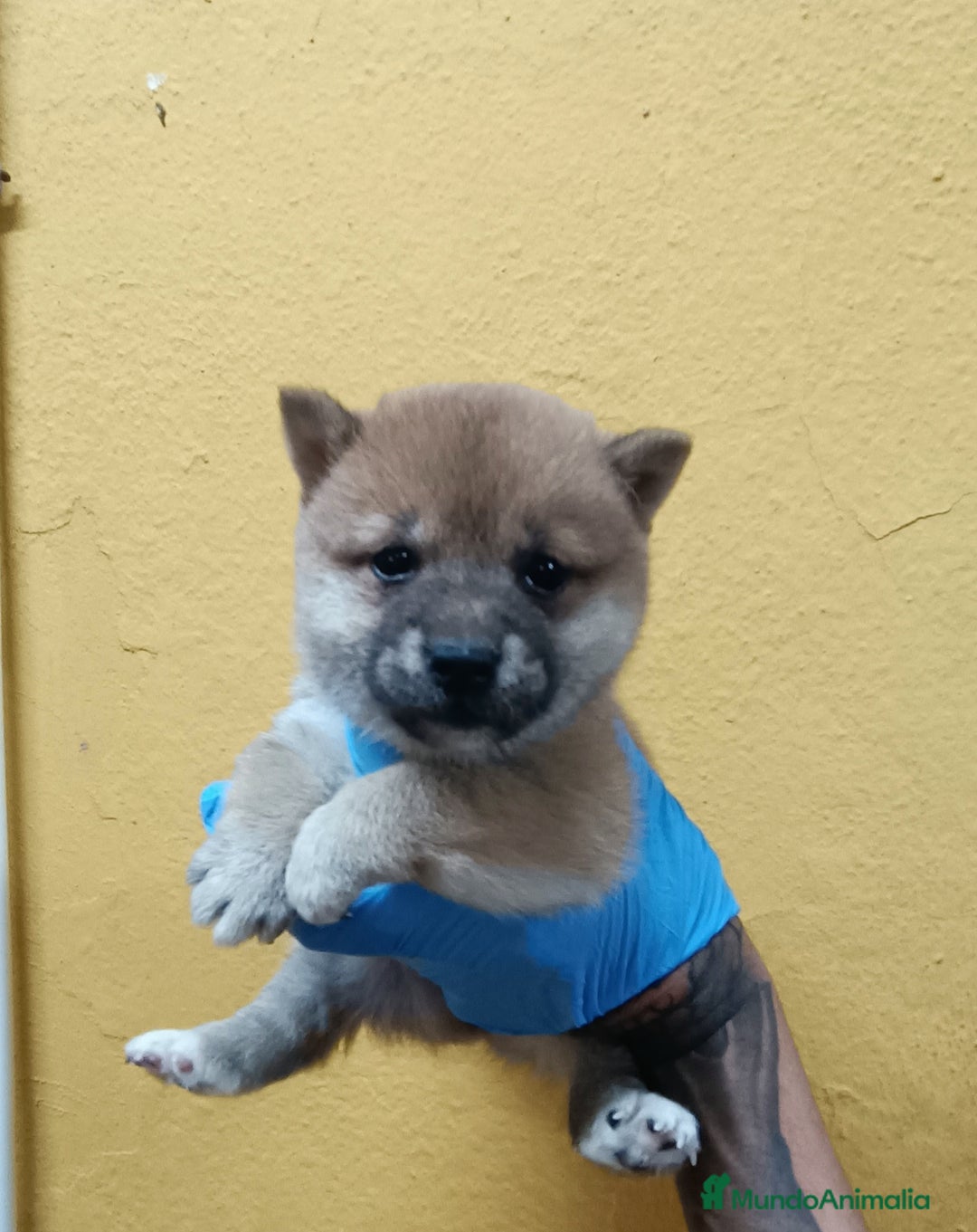 Shiba Inu perros en venta: Cachorros de Shiba Inu - Imagen 2