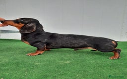 Teckel perros en venta: Teckel arlequín y negro fuego  - Imagen 3