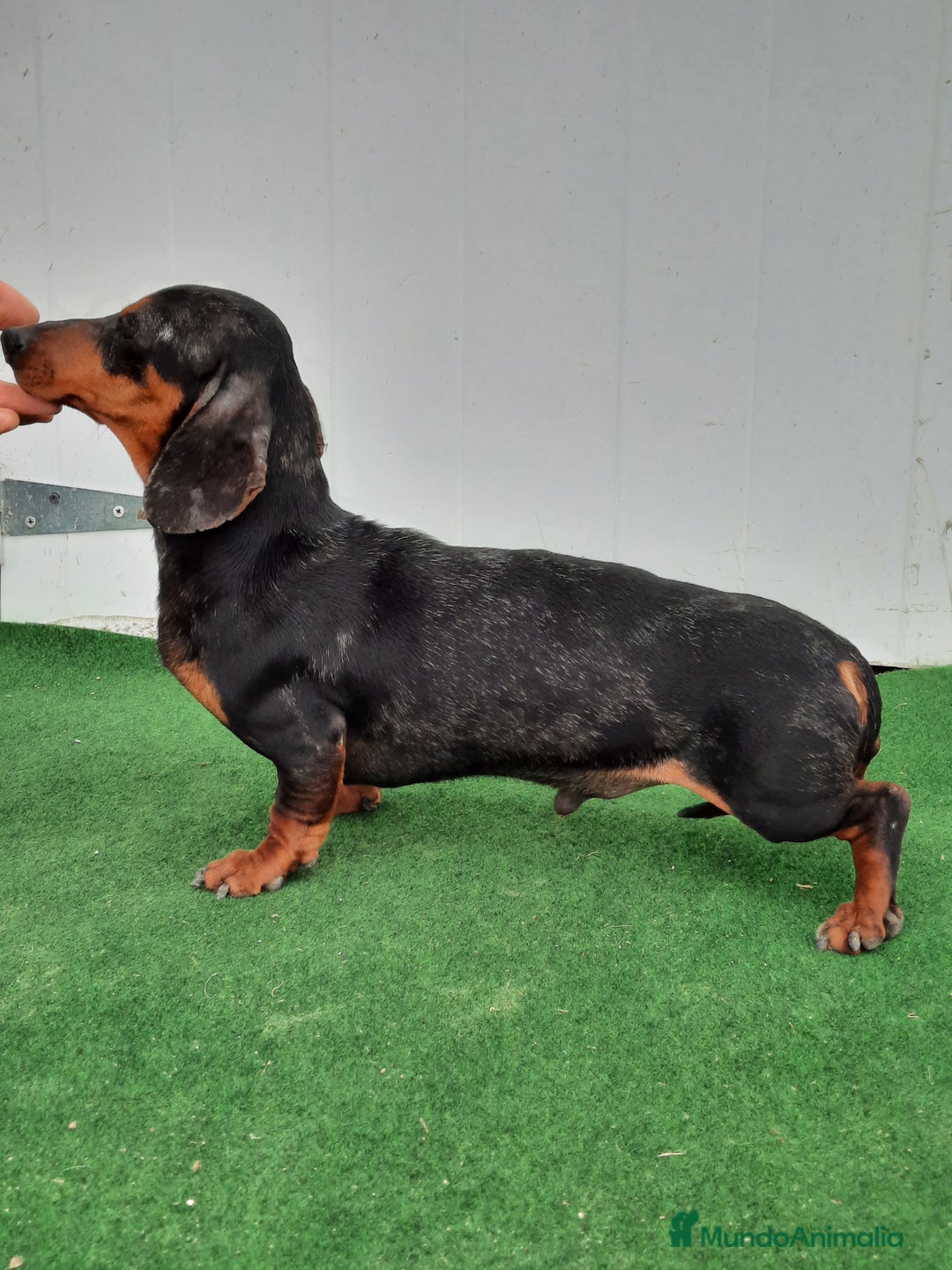 Teckel perros en venta: Teckel arlequín y negro fuego  - Imagen 3