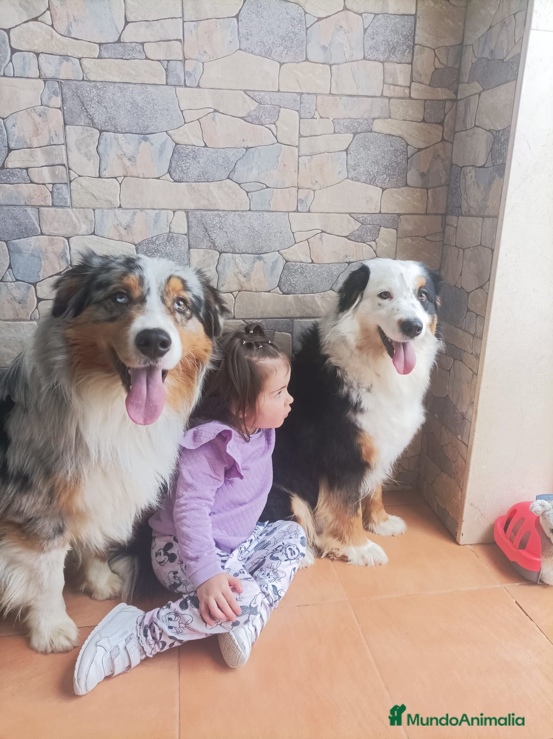 Pastor Australiano perros en venta: Ultimo macho de la camada - Anuncio 3