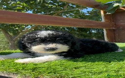 Perro de Agua Español perros en venta: PERRO DE AGUA MACHO - Imagen 20