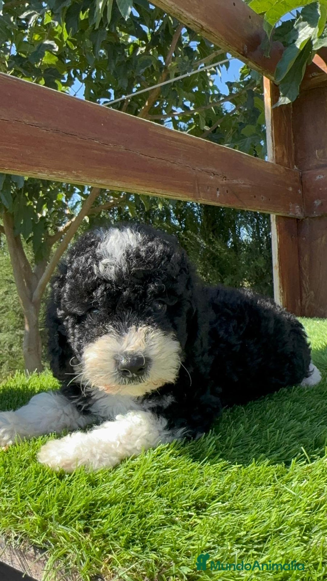 Perro de Agua Español perros en venta: PERRO DE AGUA MACHO - Imagen 20
