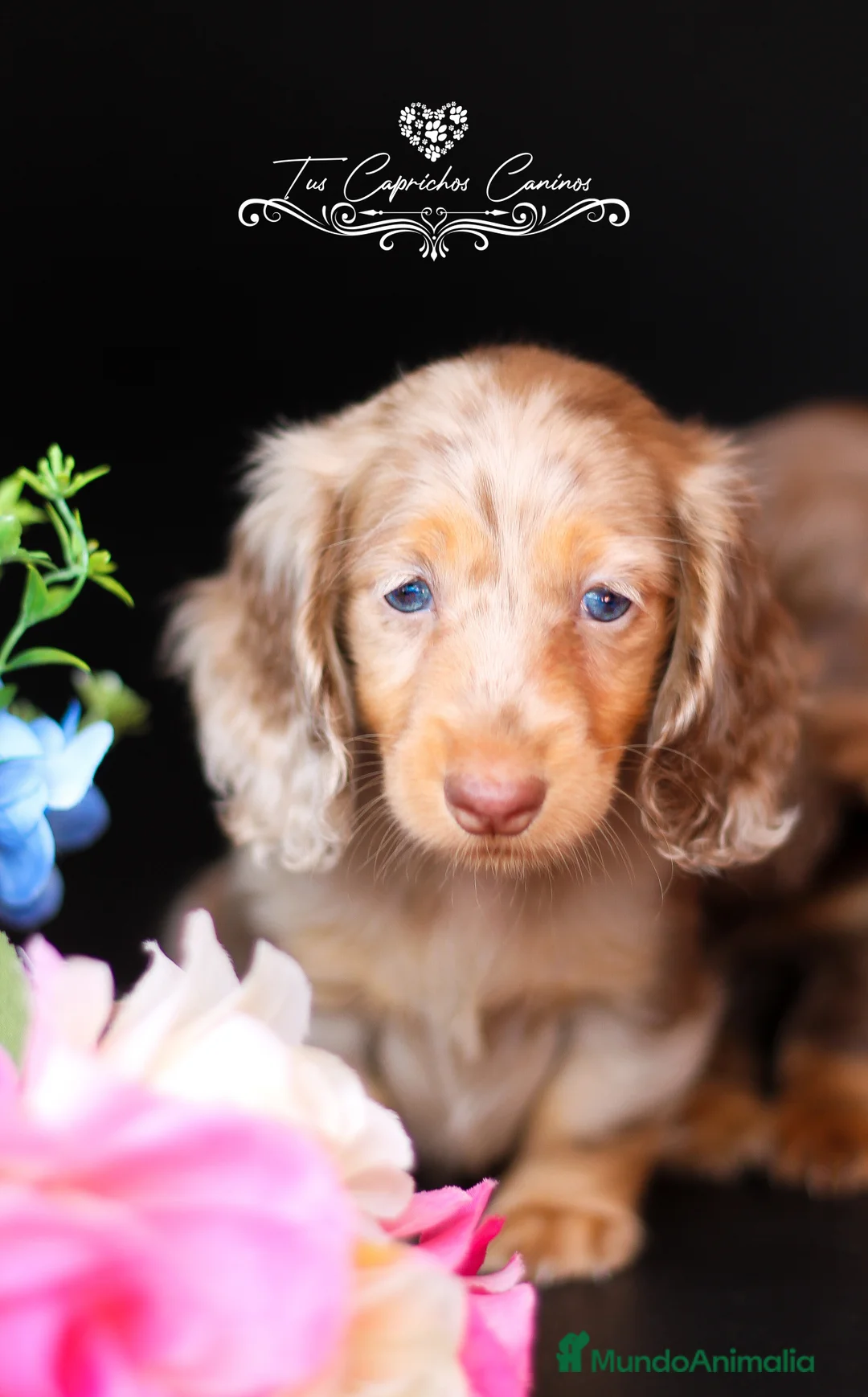 Teckel perros en venta: TUS CAPRICHOS CANINOS * TECKEL DE PELO LARGO  en Cantabria - Anuncio 3
