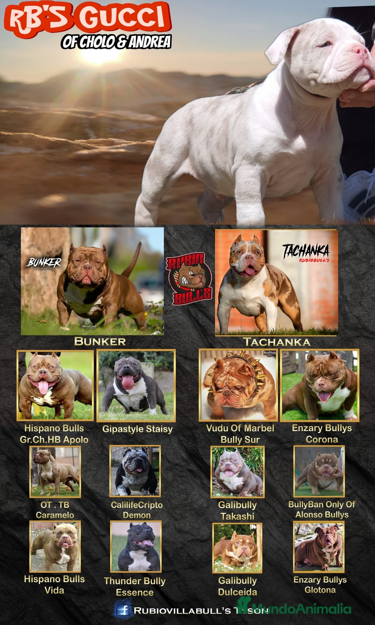 American Bully perros América bully micro exótico  - Anuncio 6