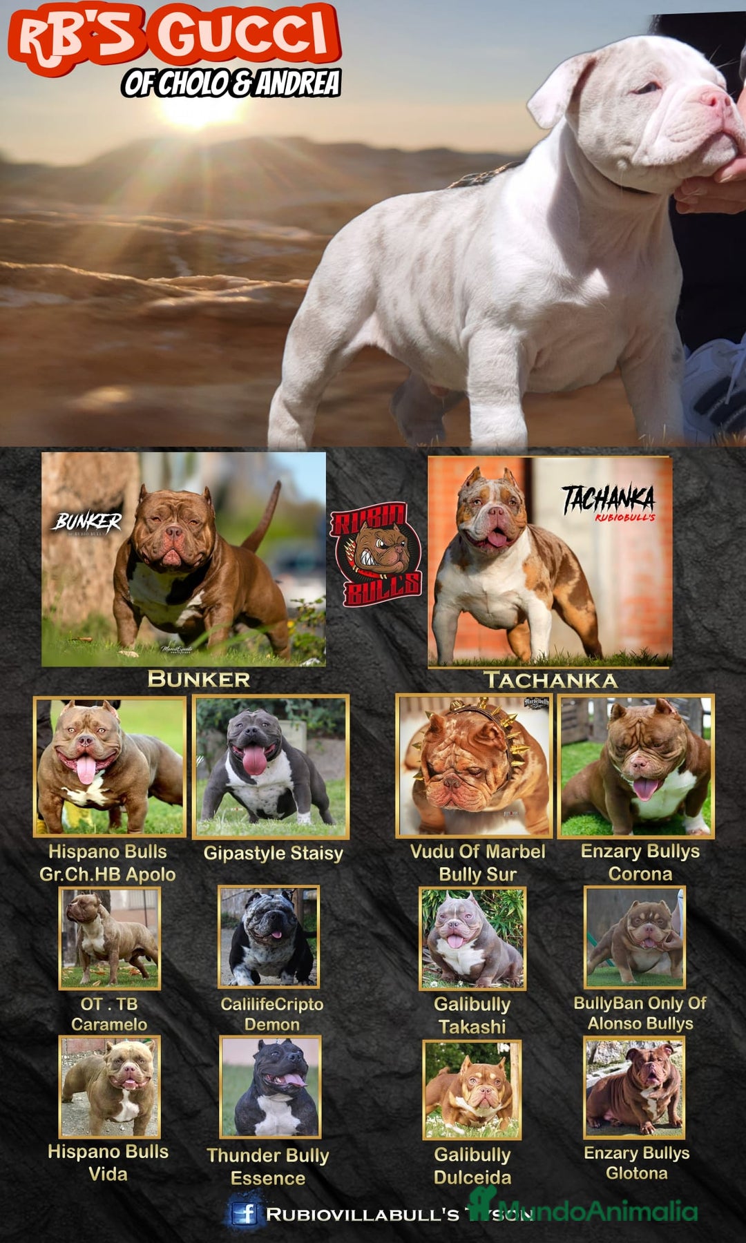 American Bully perros en venta: América bully micro exótico  - Anuncio 8