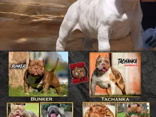 American Bully perros América bully micro exótico - Anuncio 6