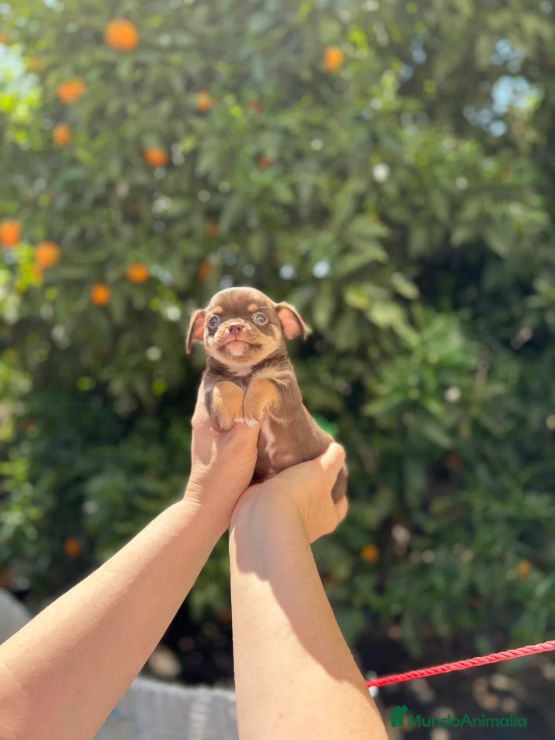 Chihuahua perros en venta: Machito chocolate línea rusa  - Anuncio 5