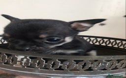 Chihuahua perros en venta: Chihuhuas minis minis - Imagen 1