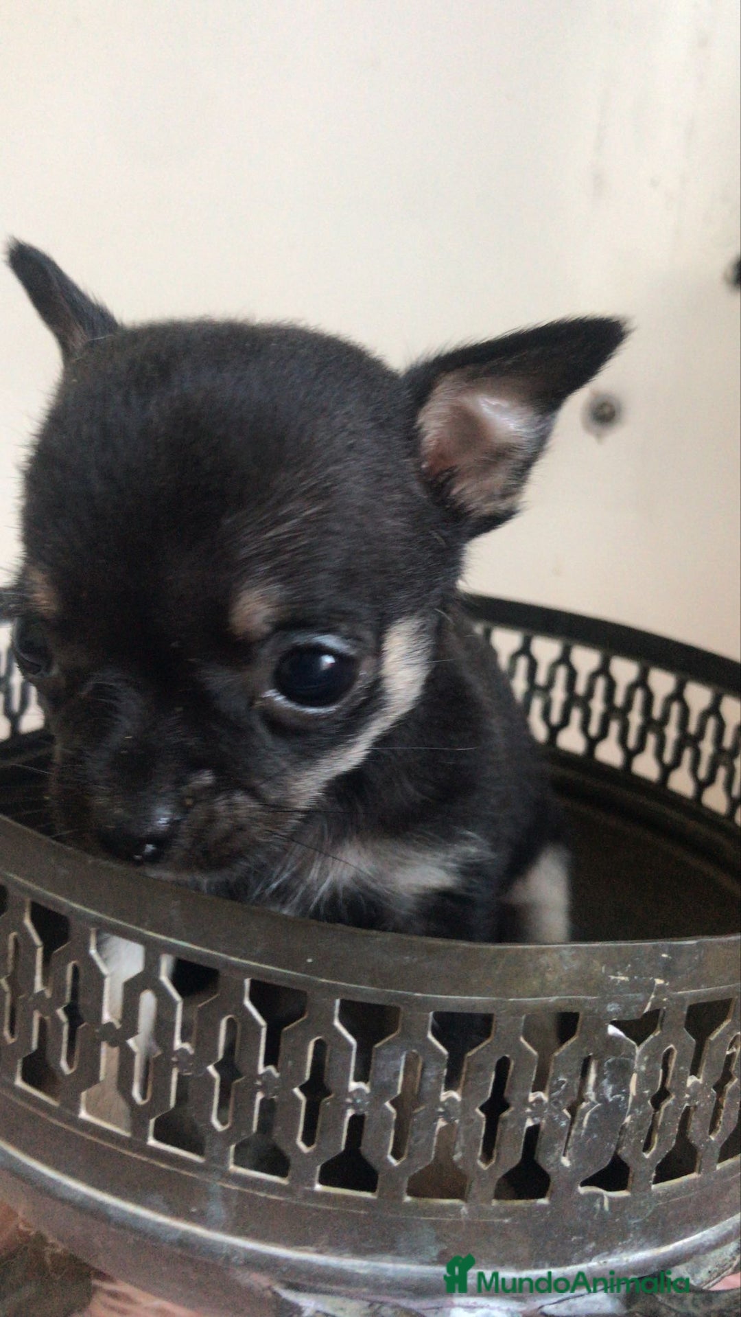Chihuahua perros en venta: Chihuhuas minis minis - Imagen 1