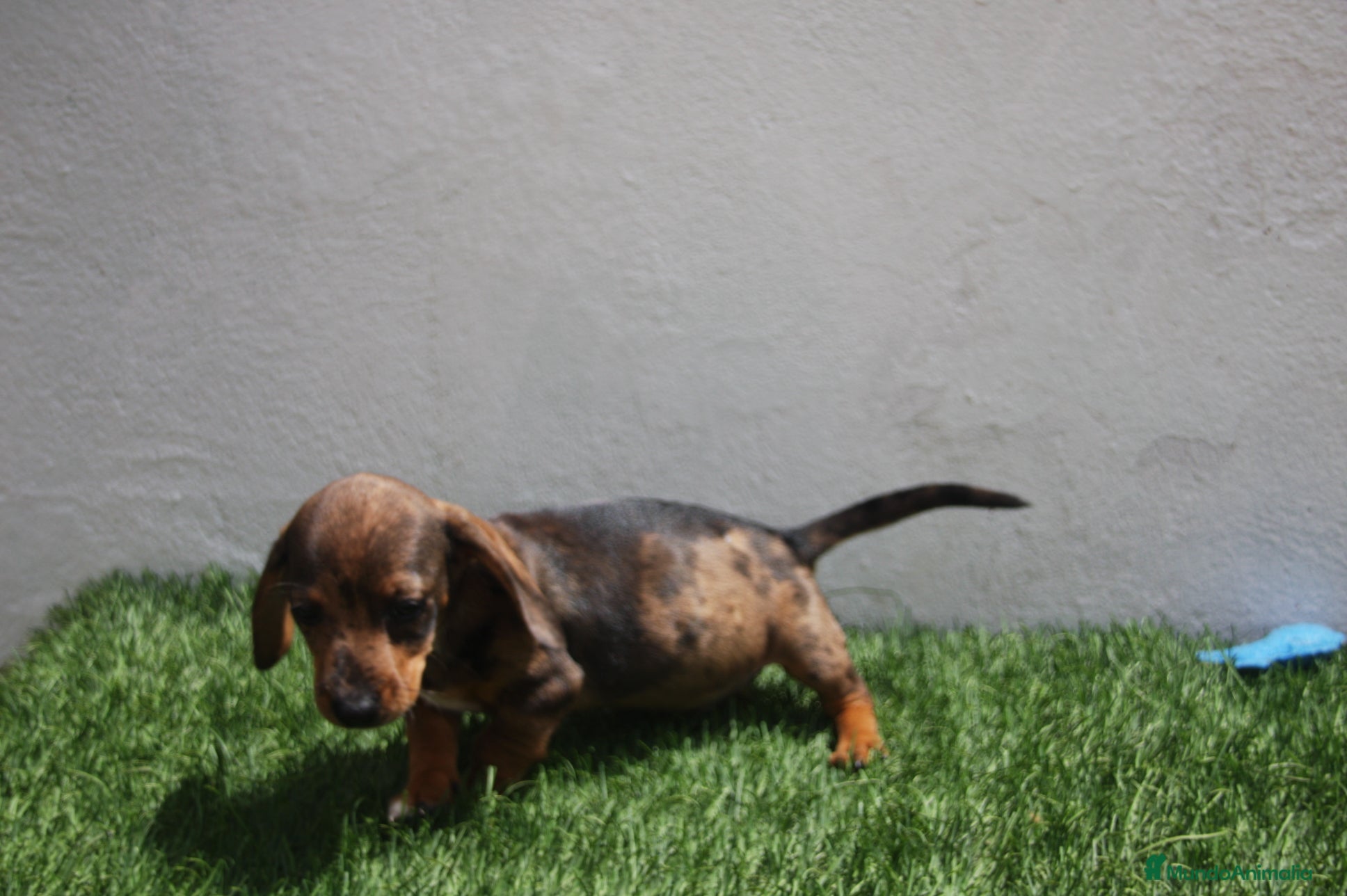 Teckel Miniatura perros Teckel Miniatura  - Anuncio 3