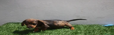 Teckel Miniatura Cachorro 1