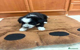 Border Collie perros en venta: Border collie - Imagen 11