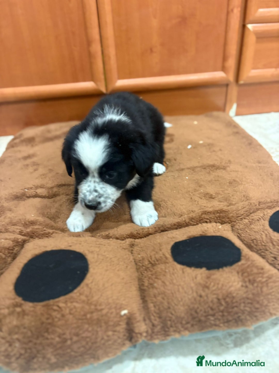 Border Collie perros en venta: Border collie - Imagen 11
