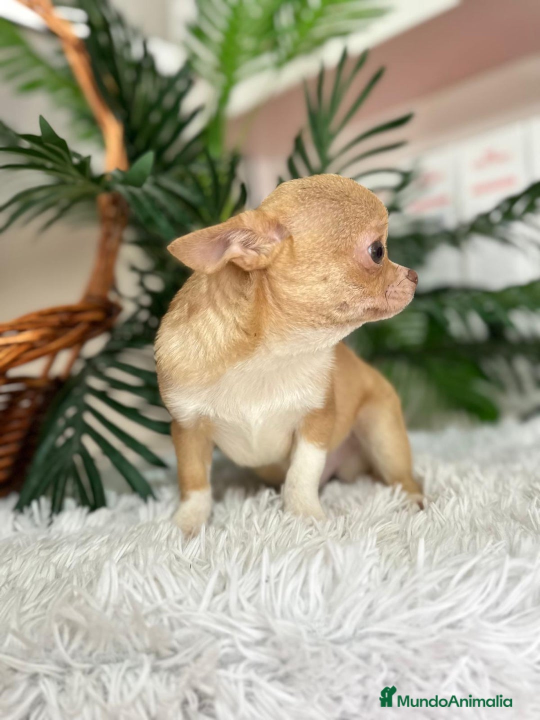 Chihuahua perros en venta: CHIHUAHUA MACHO ADULTO - Anuncio 17