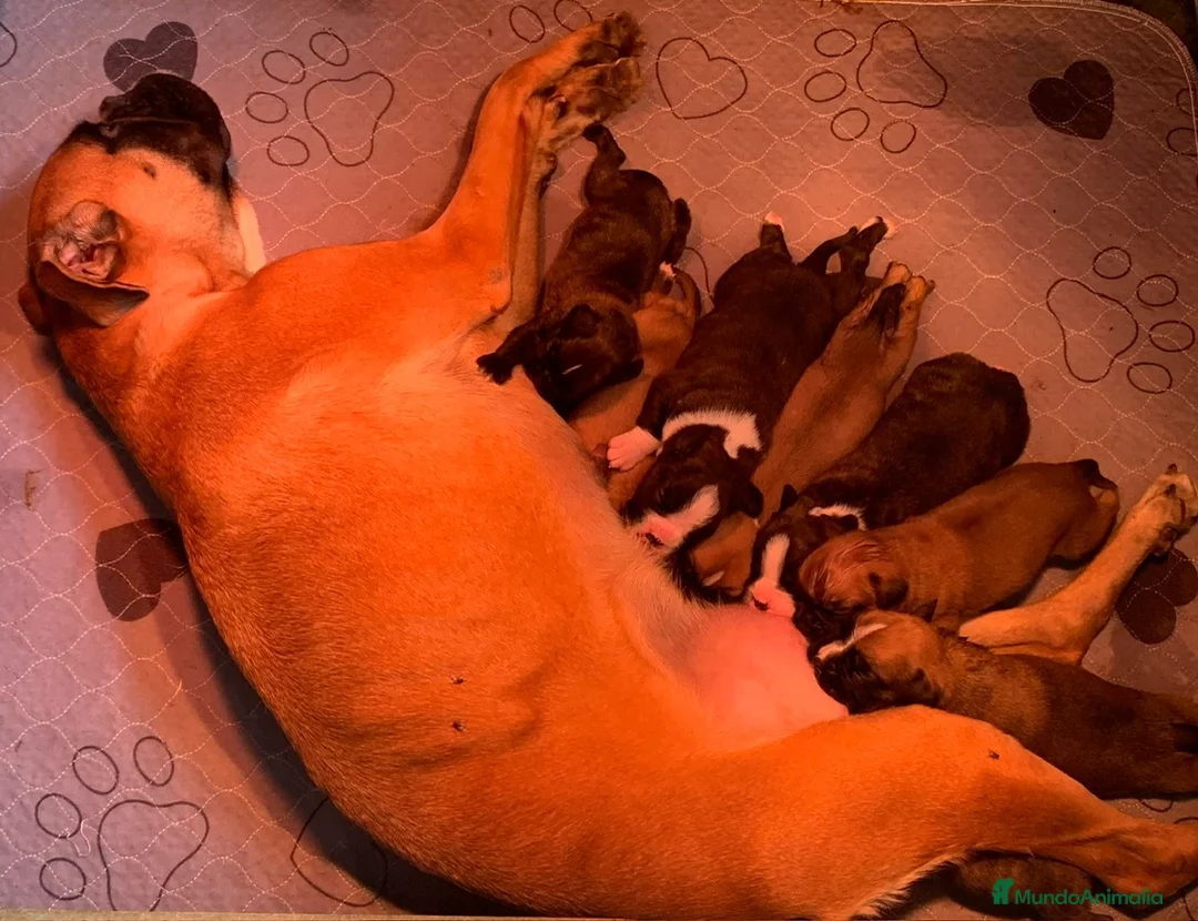 Boxer perros en venta: Cachorra BOXER - Anuncio 3