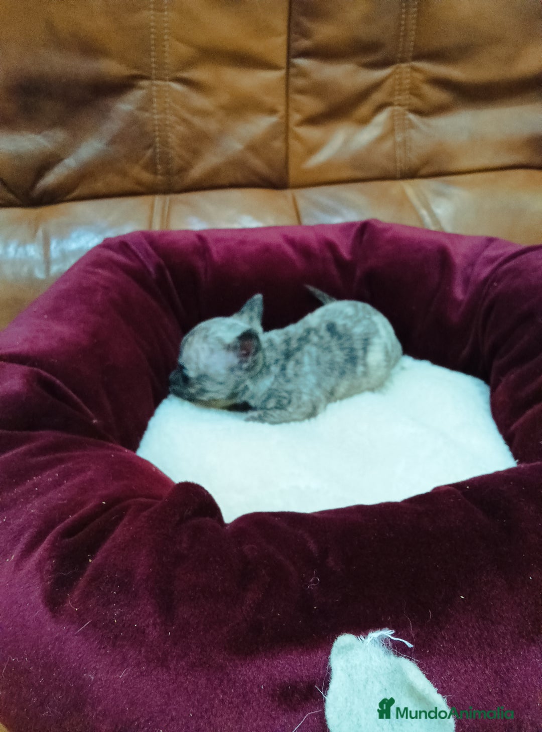 Chihuahua perros en venta: CHIHUAHUA TOY - Anuncio 6