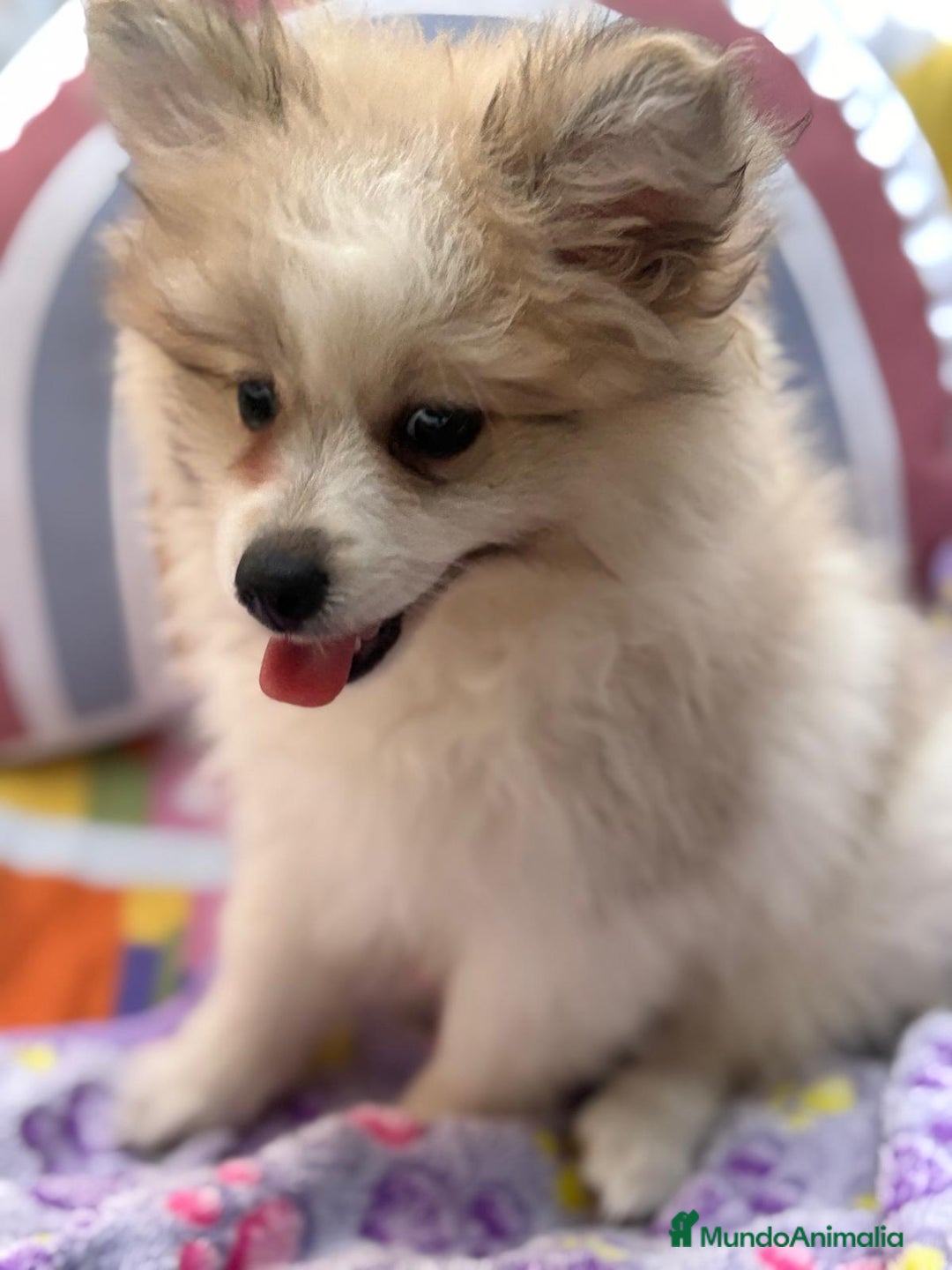 Pomerania perros en venta: Preciosa pomerania hembra - Imagen 9