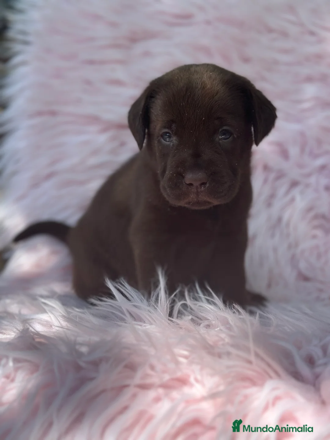 Labrador Retriever perros en venta: LABRADOR RETRIEVER CHOCOLATE - Anuncio 8