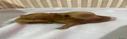Caniche Toy perros en venta: Caniche toy asiático  - Anuncio 1