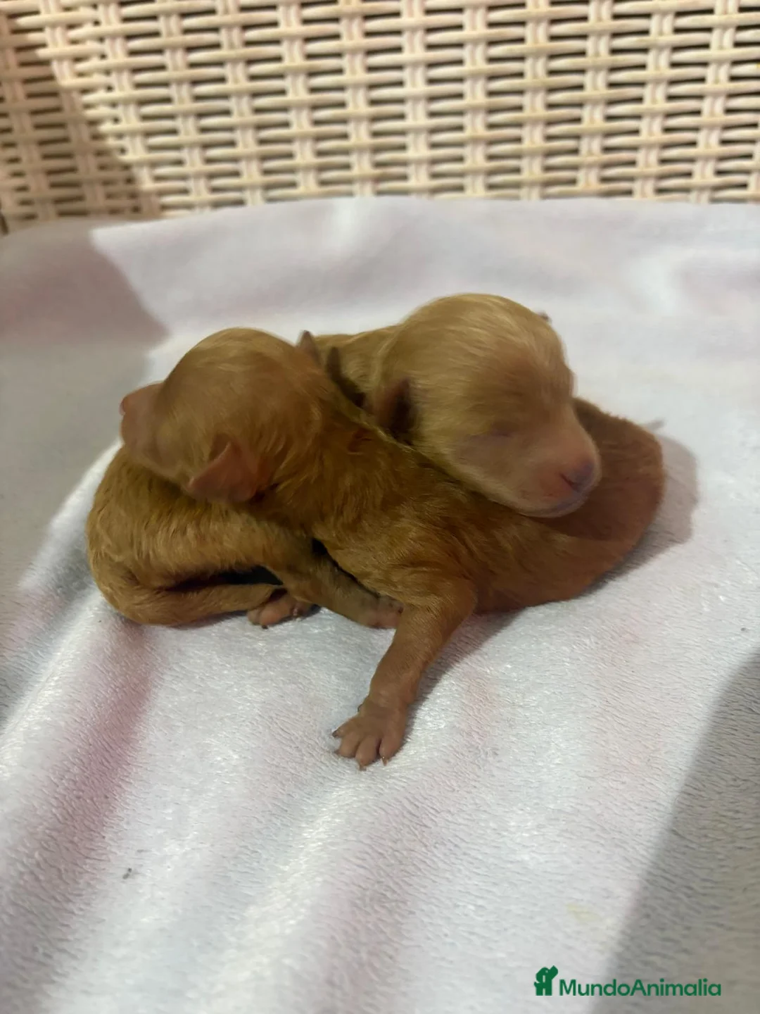 Caniche Toy perros en venta: Caniche toy asiático  - Anuncio 1