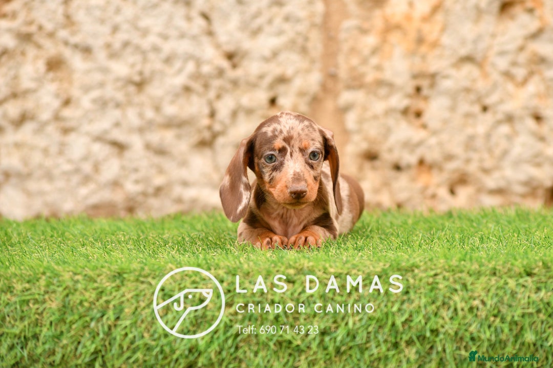 Teckel perros en venta: Cachorros de teckel arlequín disponibles - Imagen 4