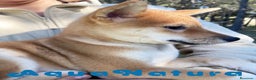 Shiba Inu perros en venta: Shiba Inu Hembra 5287 de Mar - AQUANATURA en Barcelona - Anuncio 6