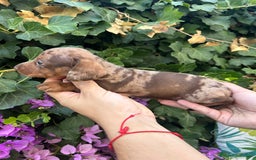 Teckel Miniatura perros en venta: teckel arlequin chocolate  - Imagen 1