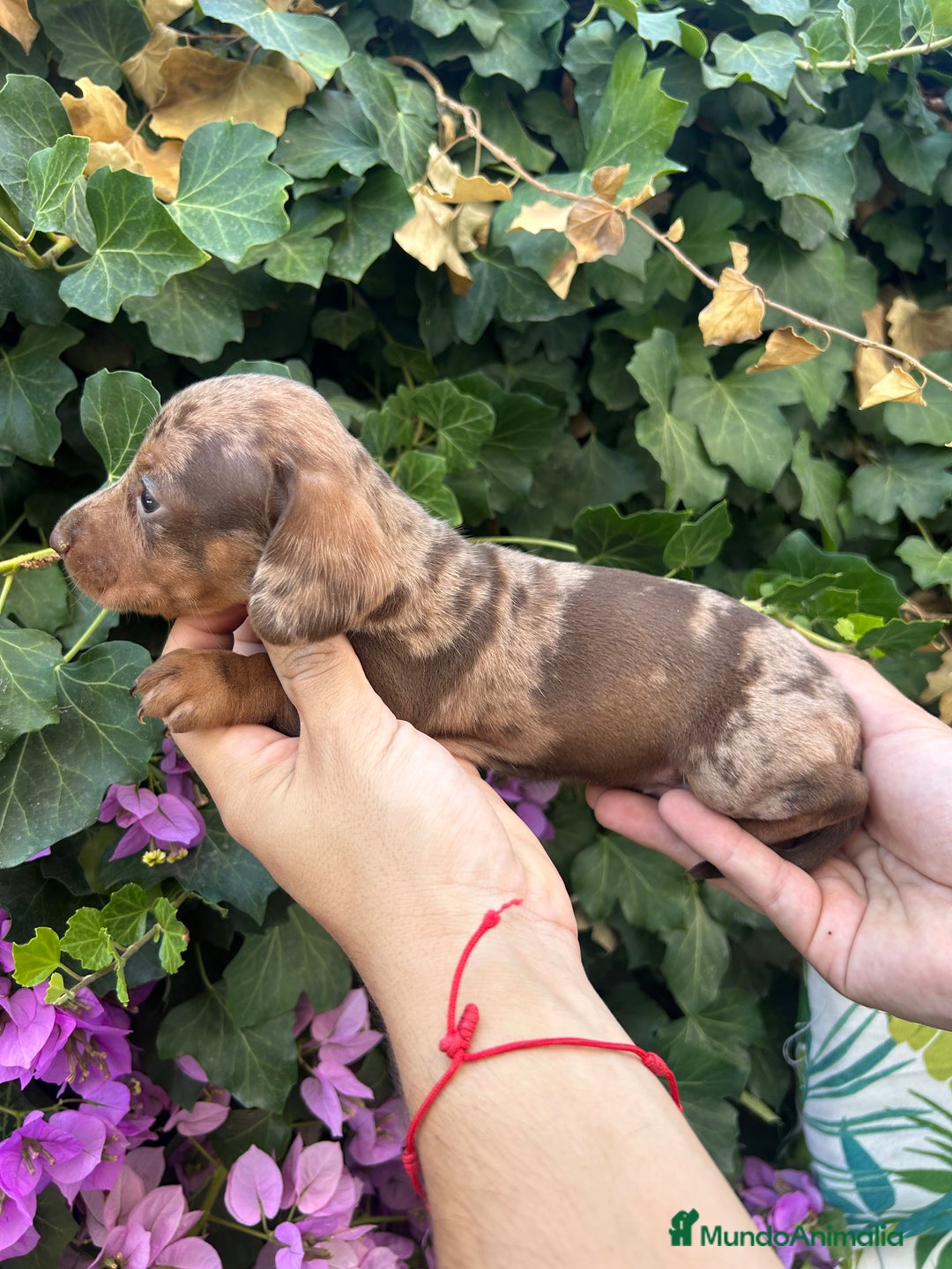 Teckel Miniatura perros en venta: teckel arlequin chocolate  - Imagen 1