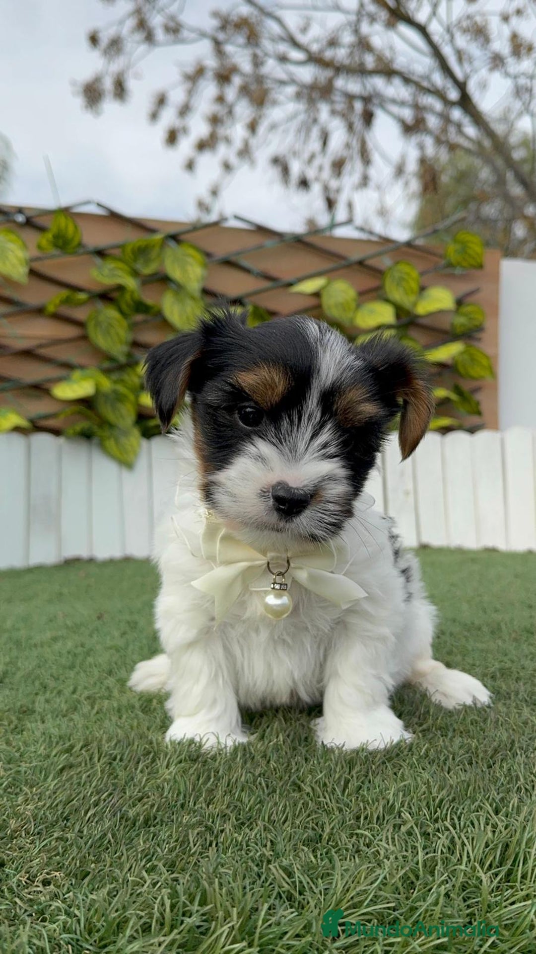 Yorkshire Terrier perros en venta: YORKSHIRE BIEWER  - Anuncio 14