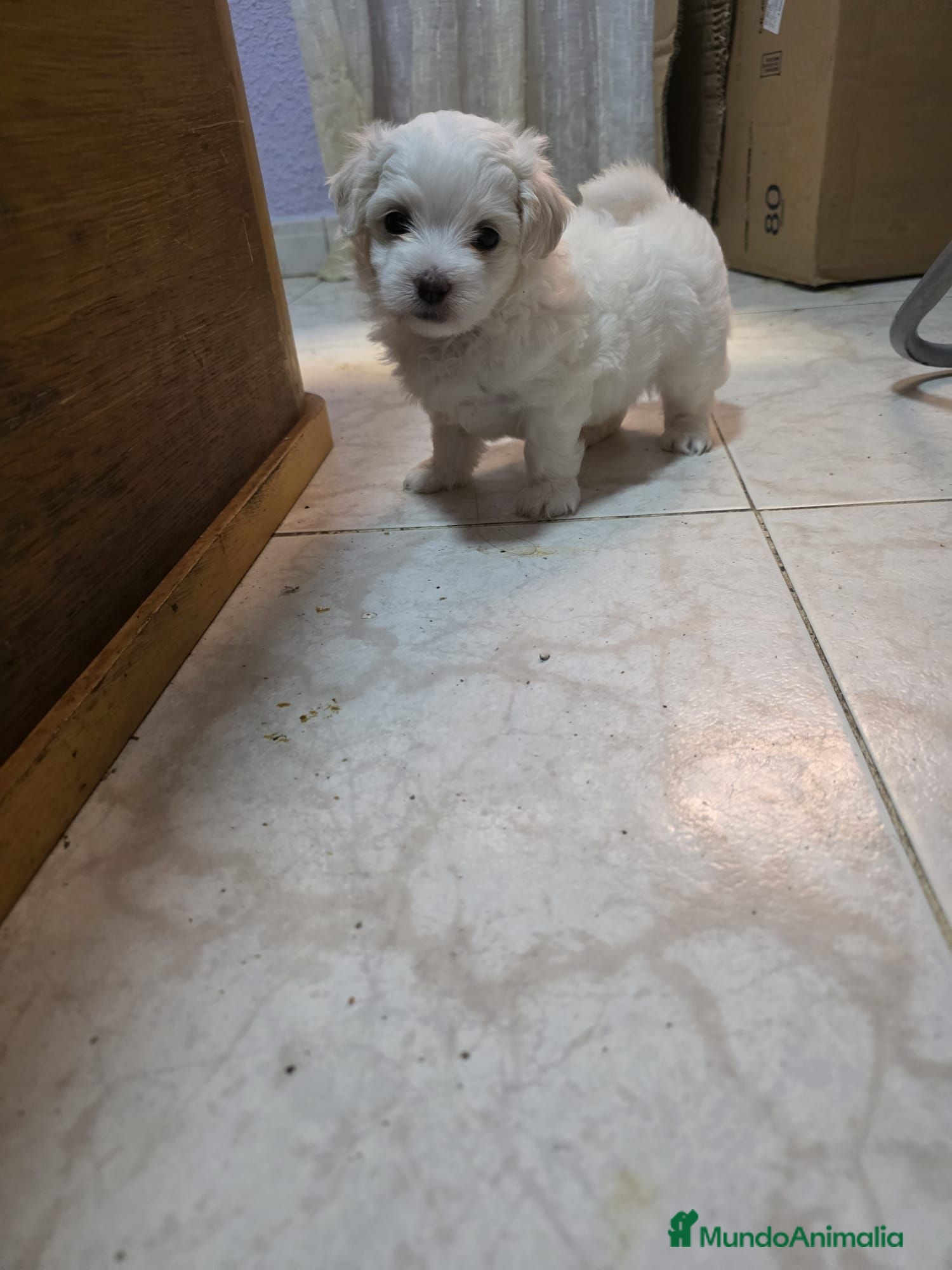 Bichón Maltés perros Bichón maltés Toy Línea Americana preciosas hembra - Anuncio 2
