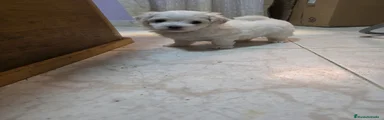 Bichón Maltés 3 mates Toy 