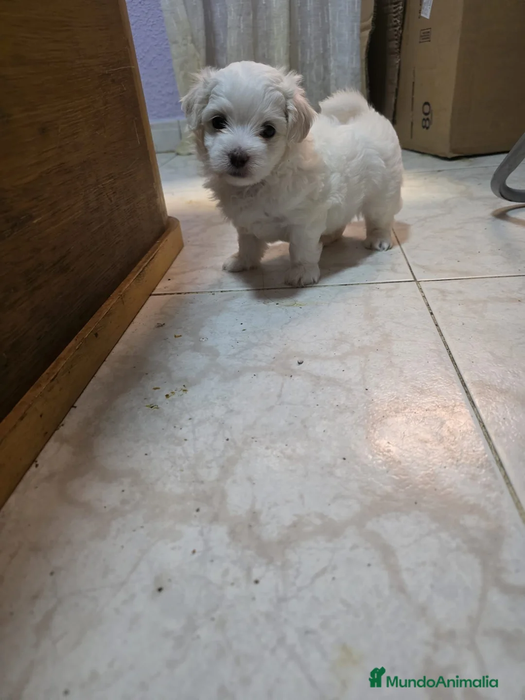 Bichón Maltés perros en venta: Bichón maltés Toy Línea Americana preciosas hembra - Anuncio 1