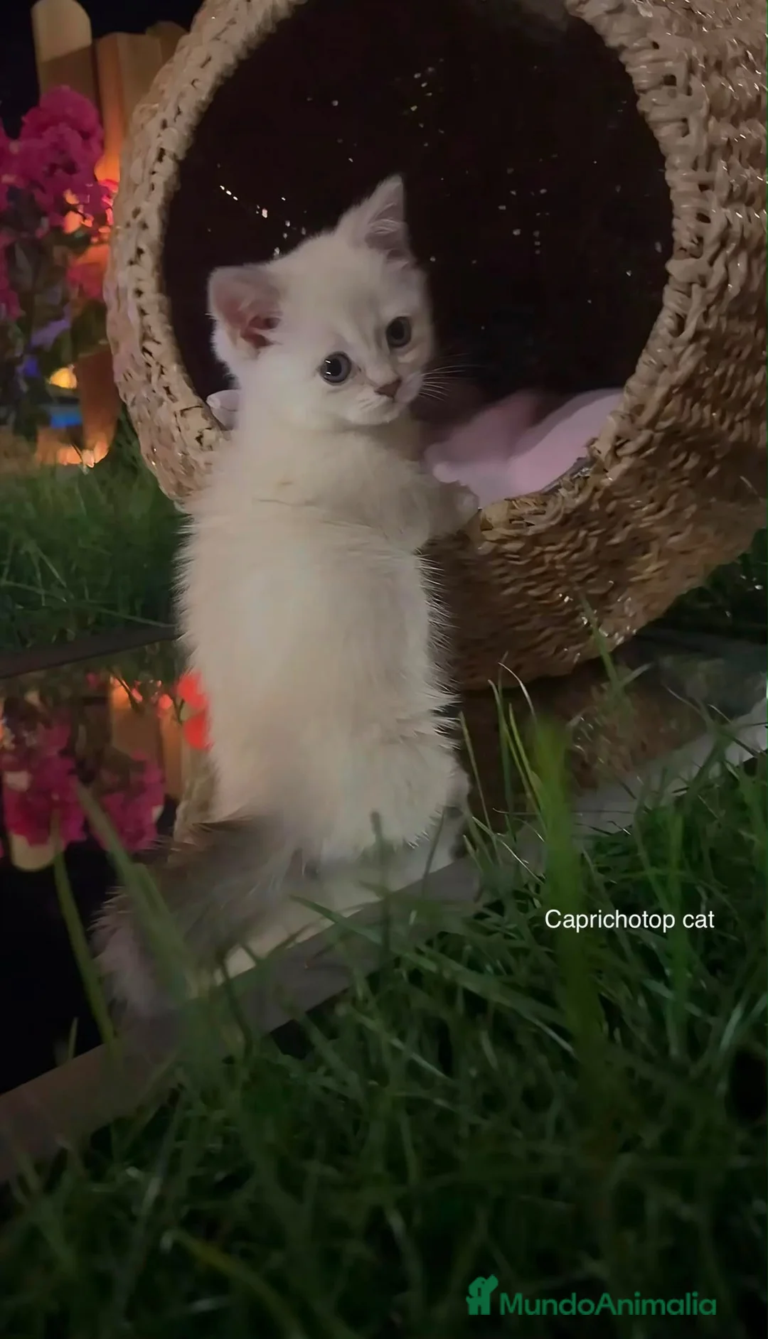 Británico de Pelo Corto gatos en venta: British y Scottish gatitos - Anuncio 3