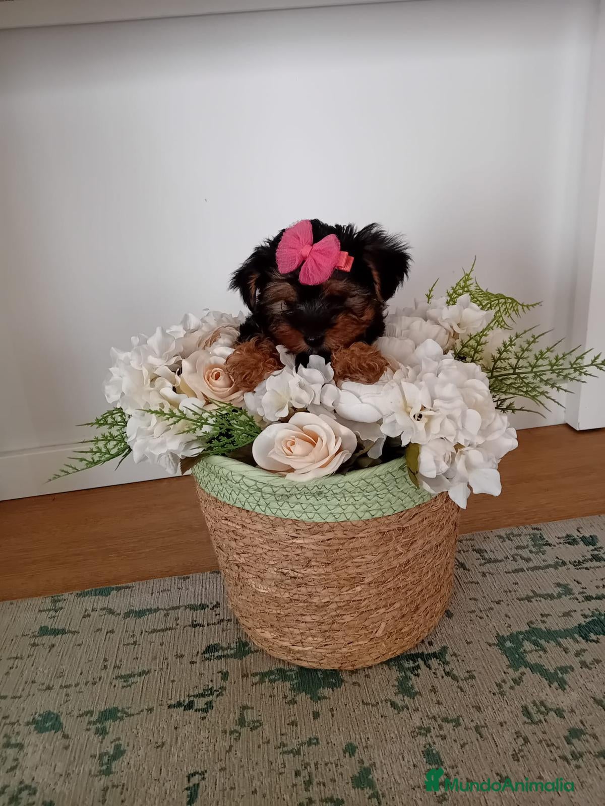 Yorkshire Terrier perros YORKSHIRE GALICIA - Anuncio 3