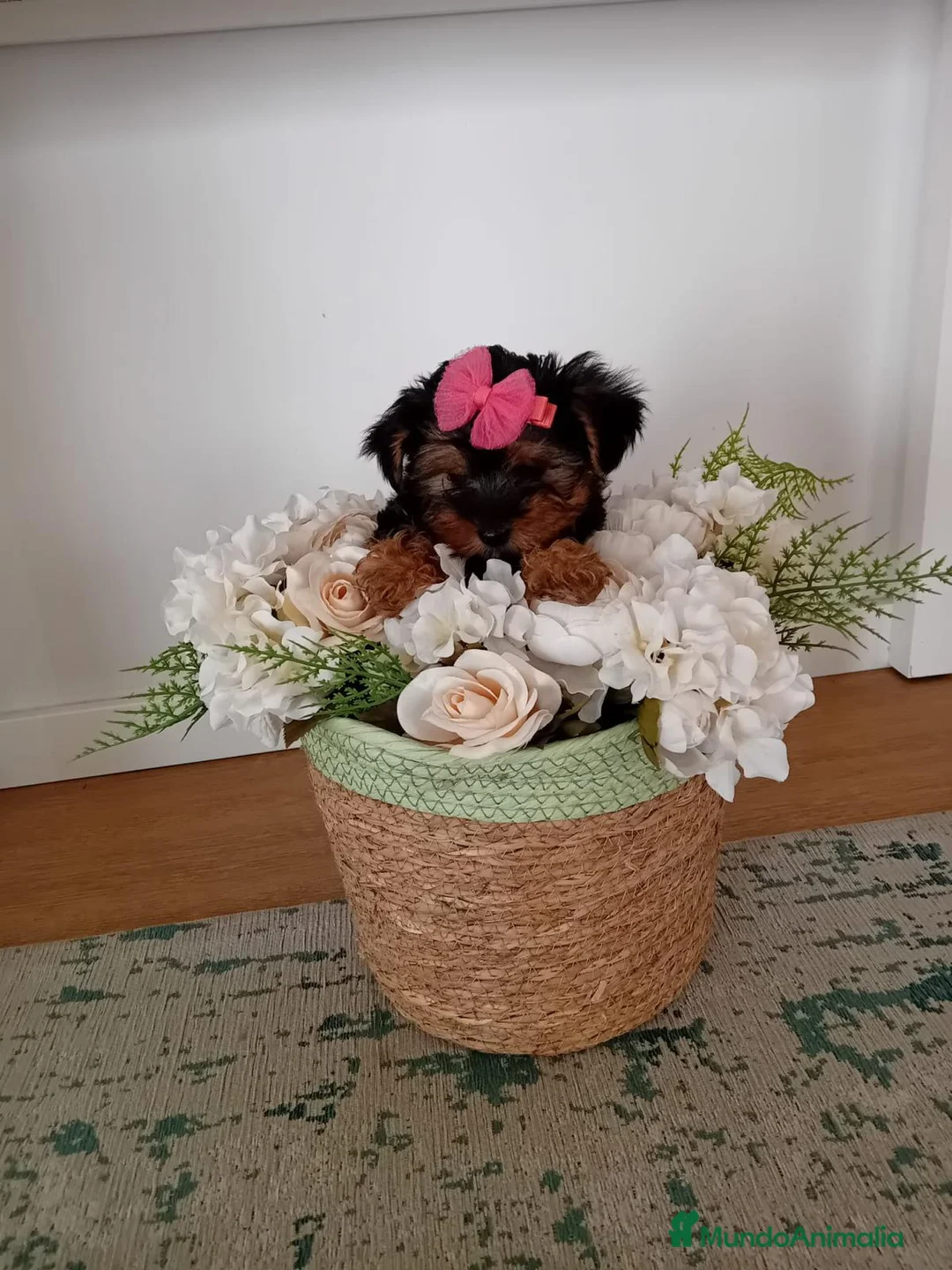 Yorkshire Terrier perros en venta: YORKSHIRE GALICIA - Anuncio 1