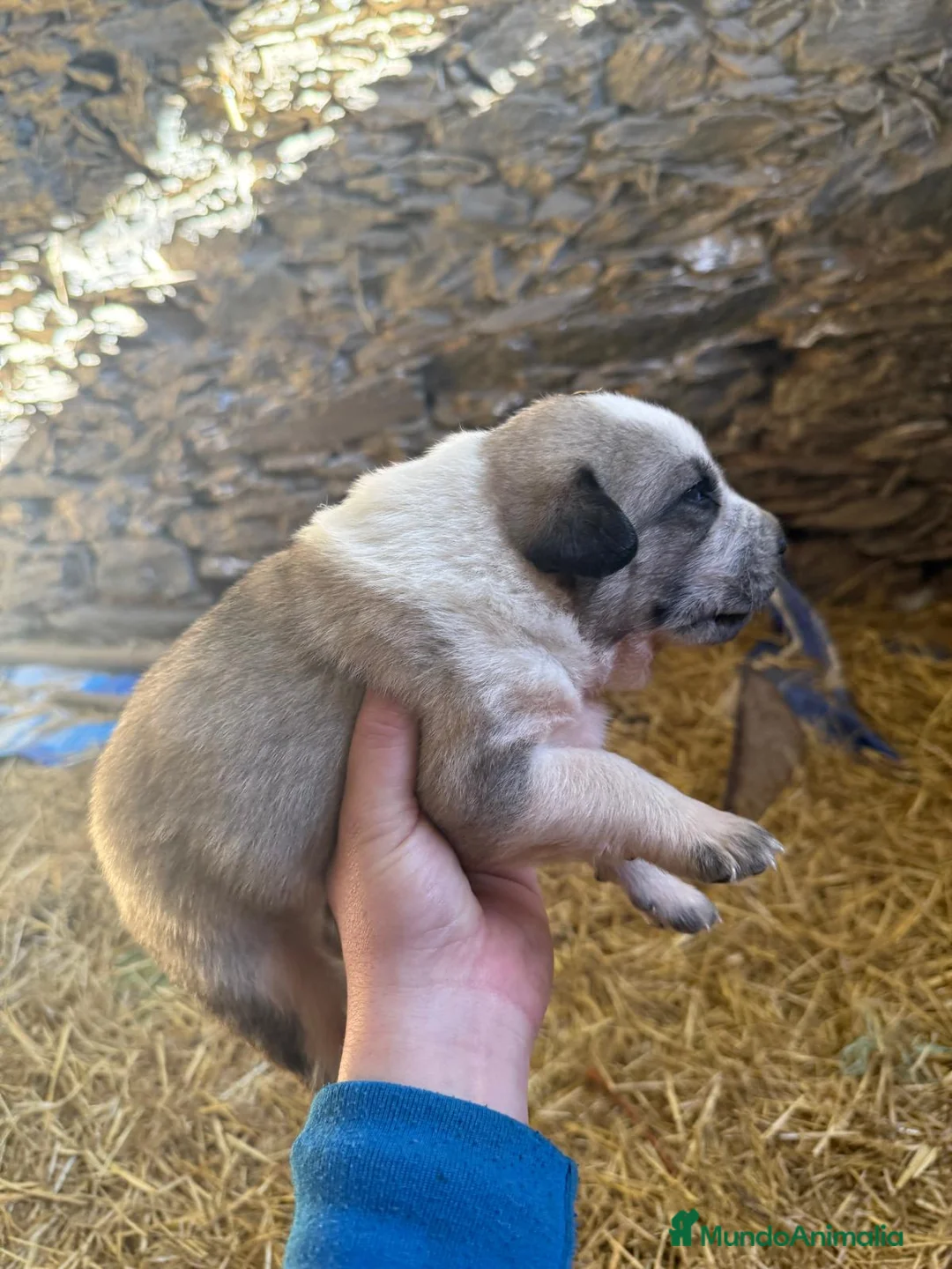 Mastín Español perros en venta: Camada de mastín disponibles para reservar en Alicante - Anuncio 8