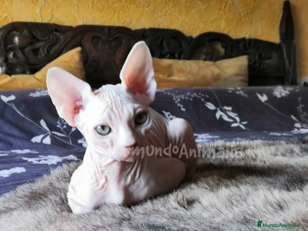 Imagen de galería {{count}}