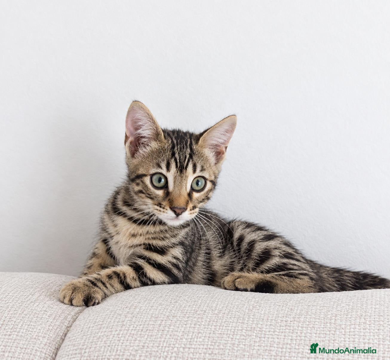 Bengalí gatos GATOS BENGALÍ  - Anuncio 30