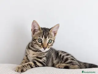 Bengalí gatos GATOS BENGALÍ - Anuncio 2
