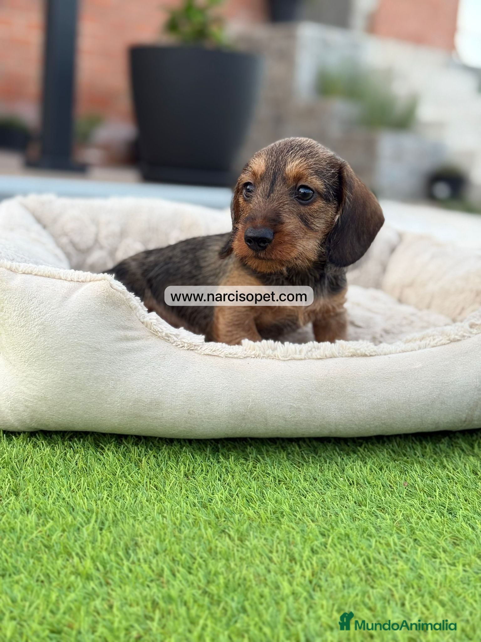 Teckel Miniatura perros en venta: TECKEL PELO DURO MACHO - Anuncio 7