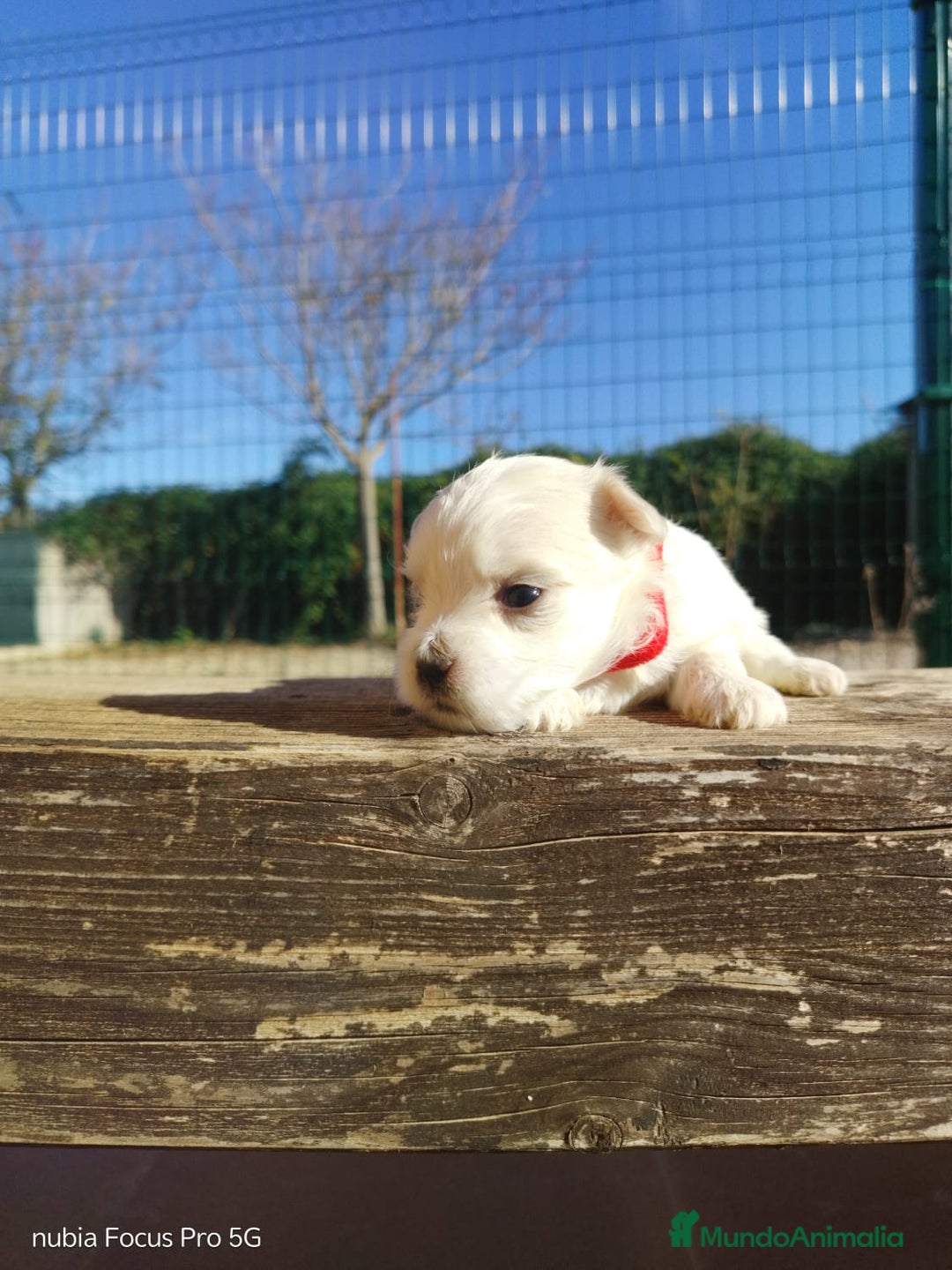 Bichón Maltés perros en venta: PRECIOSOS CACHORROS - Anuncio 2