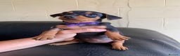 Pinscher Miniatura perros en venta: Pincher toy en Ciudad Real - Anuncio 5