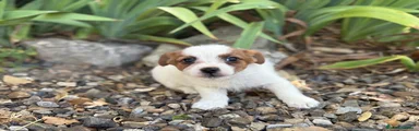 Jack Russell Terrier Cachorro 1